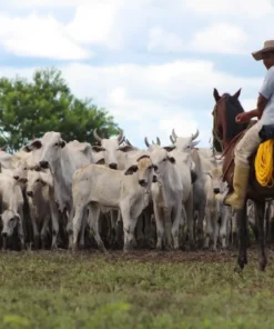 Apure
